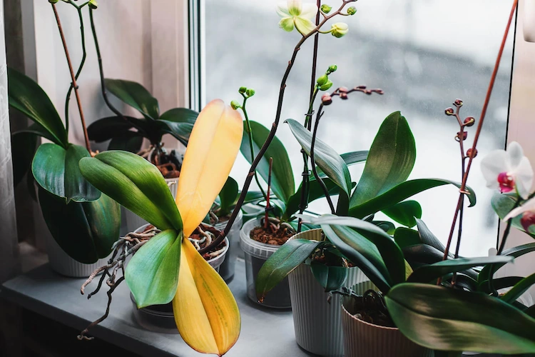 Soll man die gelben Blätter der Orchidee entfernen?