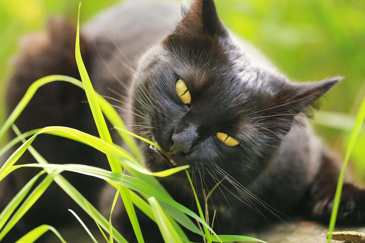 sollte man katzen davon abhalten, gras zu fressen