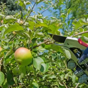 Sommerschnitt für Apfelbaum notwendig im August