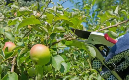 Sommerschnitt für Apfelbaum notwendig im August