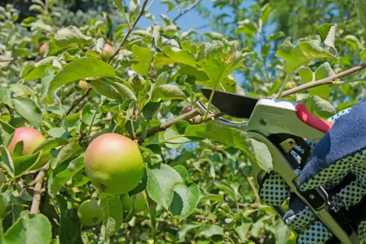Sommerschnitt für Apfelbaum notwendig im August