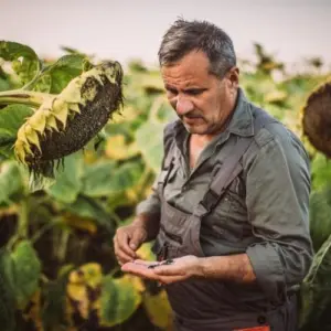 Sonnenblumen ernten ist einfach, aber es ist wichtig, dass Sie es zum richtigen Zeitpunkt tun