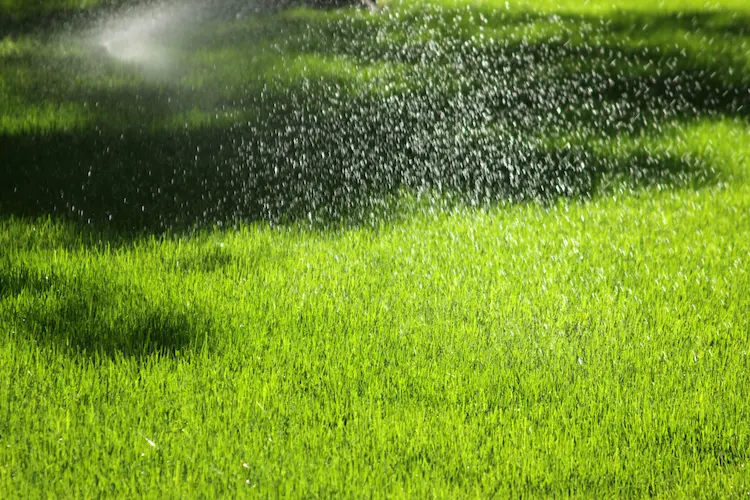 sprinkleranlage verwenden und bei dürre rasenflächen bewässern