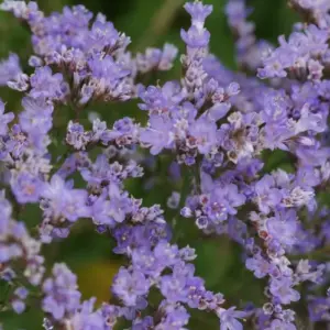 Staude mit lila Blüte - Strandflieder (Limonium latifolium) nennt sich auch Meerflieder