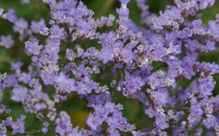 Staude mit lila Blüte - Strandflieder (Limonium latifolium) nennt sich auch Meerflieder