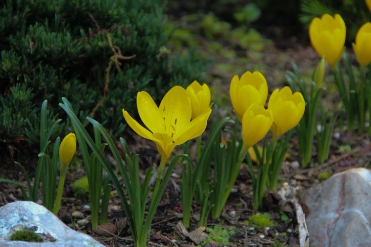 Sternbergie Gold-Krokus im August pflanzen