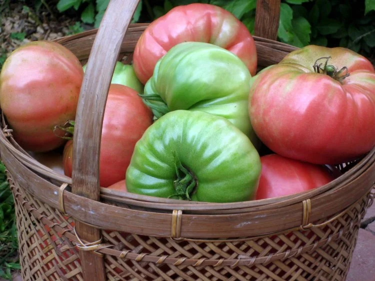 Tomaten abtrennen reif von unreif Tipps