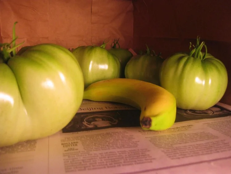Tomaten mit Banane nachreifen lassen Methode