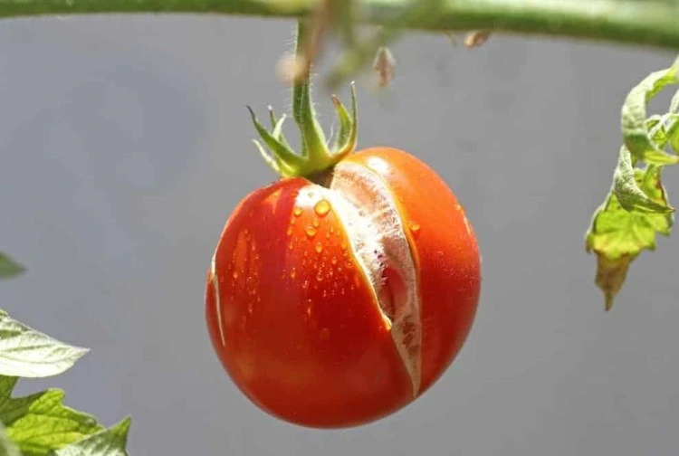 Tomaten platzen am Stiel warum