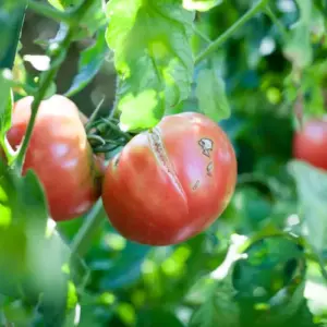 Tomaten platzen am Strauch auf warum