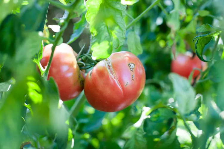 Tomaten platzen am Strauch auf warum