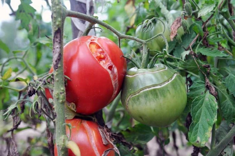 Tomaten platzen ohne zu reifen