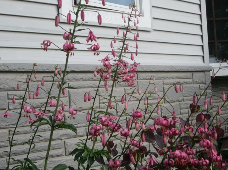 Türkenbund Lilie Blumenzwiebeln im August des Vorjahres pflanzen