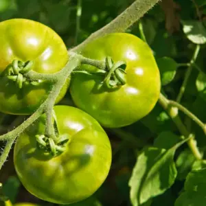 unreife tomaten richtig ernten und lagern