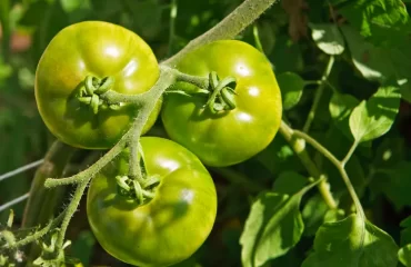 unreife tomaten richtig ernten und lagern