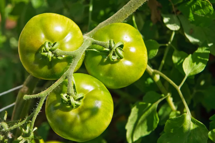 unreife tomaten richtig ernten und lagern
