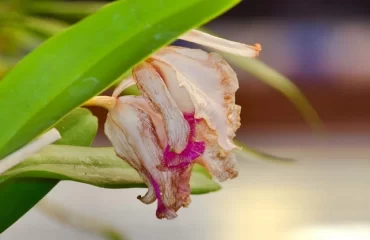 Verblühte Orchidee richtig schneiden und pflegen