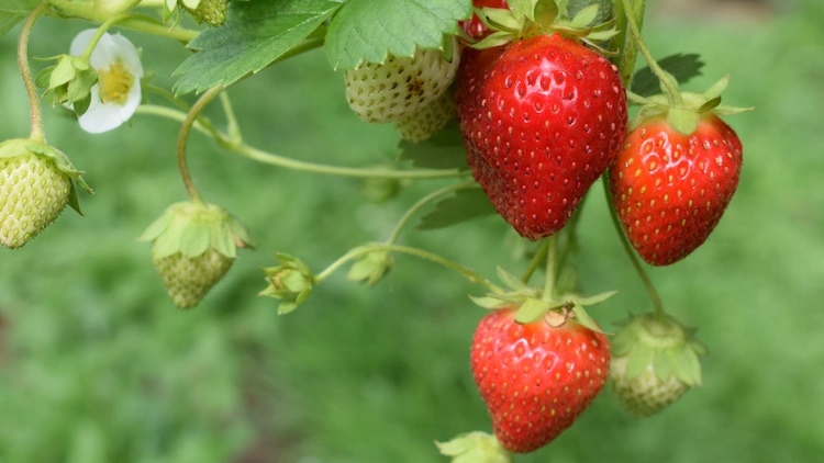 viele gärtner pflanzen erdbeeren im zeitigen frühjahr