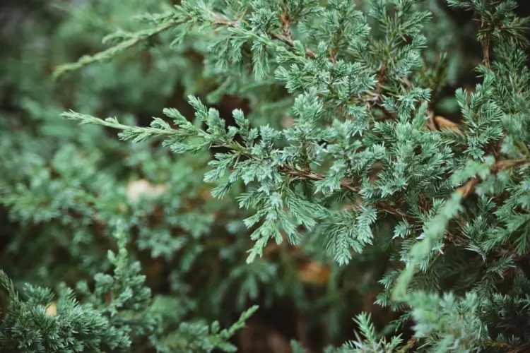 Wacholder (Juniperus) mit graugrünen Nadeln als Heckenpflanze ohne Arbeit