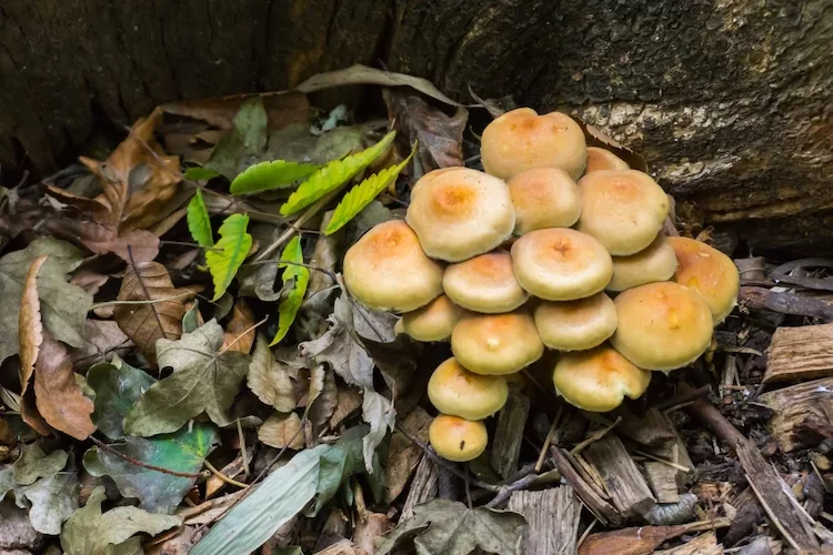 wachsen pilze im hochbeet was tun