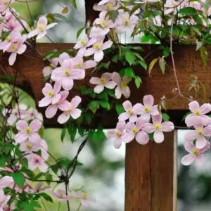 waldrebe clematis als kletterpflanze mit rankhilfe