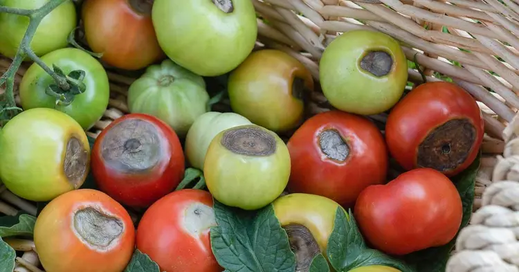 Wann sind Tomaten giftig - Blütenendfäule mit braunen Flecken