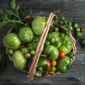Wann sind Tomaten giftig - Grüne, rote, schwarze Früchte und mit Flecken