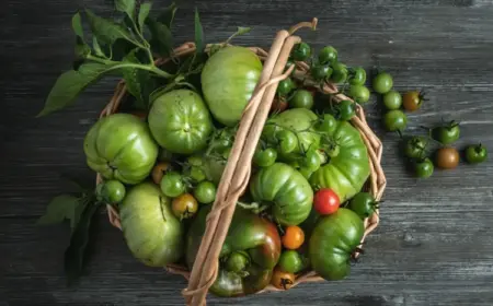 Wann sind Tomaten giftig - Grüne, rote, schwarze Früchte und mit Flecken