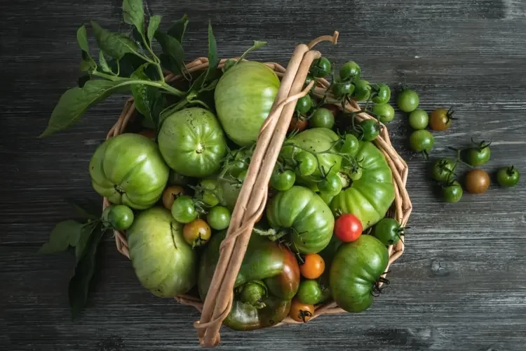 Wann sind Tomaten giftig - Grüne, rote, schwarze Früchte und mit Flecken