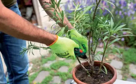 Wann und Wie Oleander schneiden nach der Blüte?