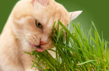 warum fressen katzen gras, ist es gefährlich