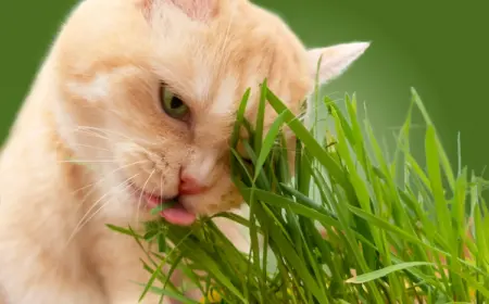 warum fressen katzen gras, ist es gefährlich
