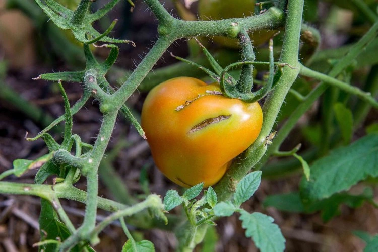 warum platzen unreife Tomaten mögliche Ursachen