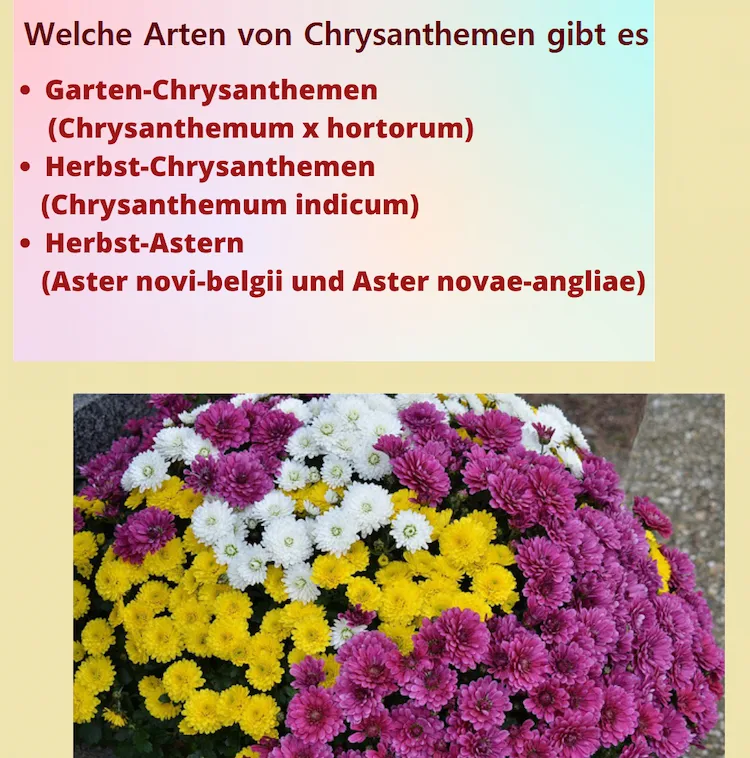 welche arten von chrysanthemen gibt es