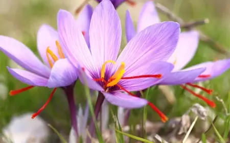 Welche Zwiebelblumen im August in die Erde setzen - Saffran-Krokus