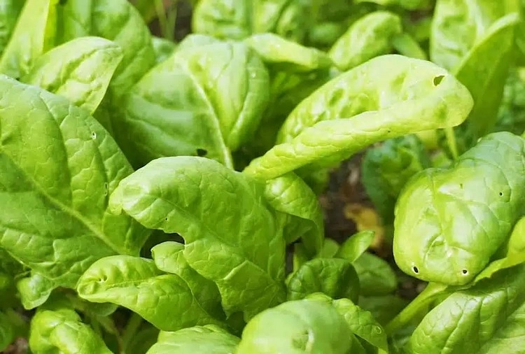 Welches Gemüse im August pflanzen - Spinat ist dafür perfekt geeignet