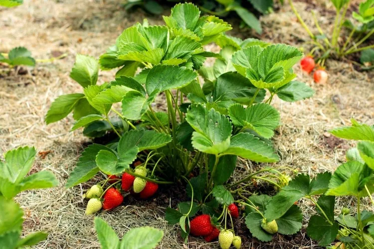 wenn sie erdbeeren pflanzen im august, kann dies vorteilhaft sein