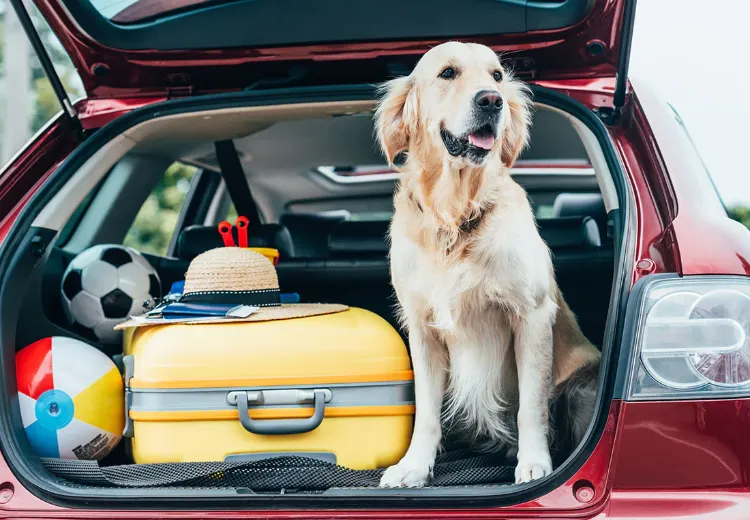 wie kann hund im auto fahren reisen mit hunde tipps