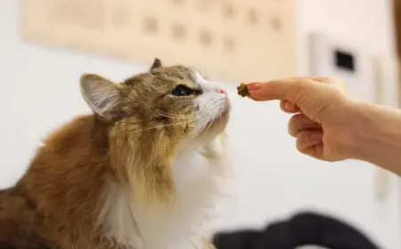 Wie kann man Katzenleckerlis selber machen?