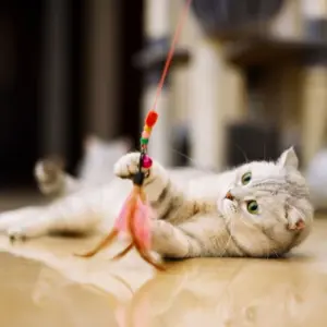 Wie man Katzenspielzeug selber machen kann