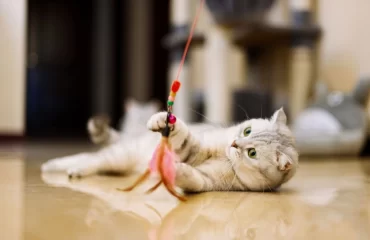 Wie man Katzenspielzeug selber machen kann