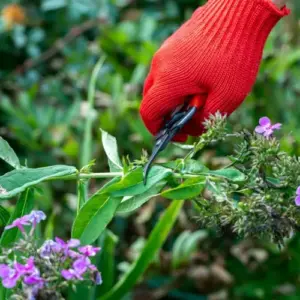 Wie Sie richtig Phlox im Sommer schneiden - Die hohen Stauden ausputzen