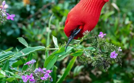 Wie Sie richtig Phlox im Sommer schneiden - Die hohen Stauden ausputzen