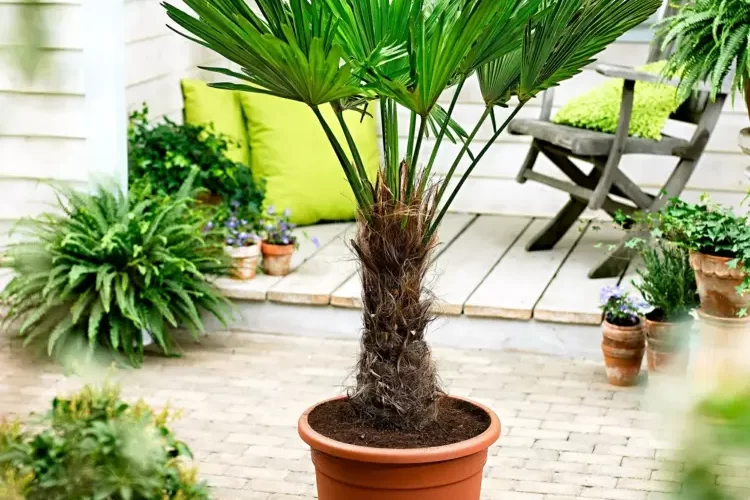 Winterharte Palmen für den Kübelgarten - Chinesische Hanfpalme (Trachycarpus fortunei) pflanzen