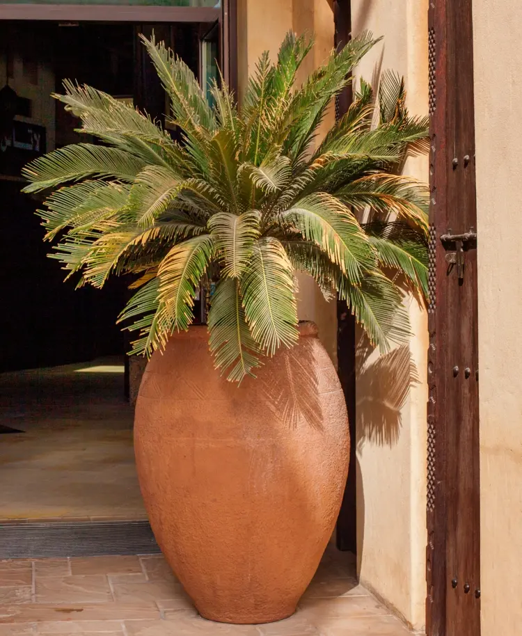 Winterharte Palmen für den Kübelgarten - Diese Arten kommen ohne Winterschutz aus
