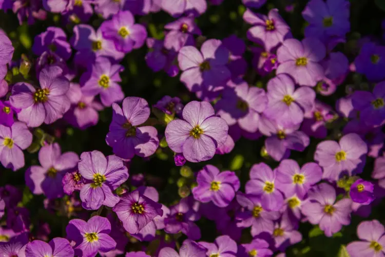 Winterharte Polsterstauden - Blühende Schleifenblume (Aubrieta) in Violett