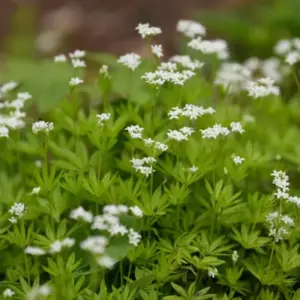 Winterharte Polsterstauden - Weiß blühender Waldmeister (Galium odoratum)