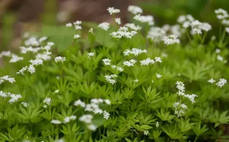 Winterharte Polsterstauden - Weiß blühender Waldmeister (Galium odoratum)