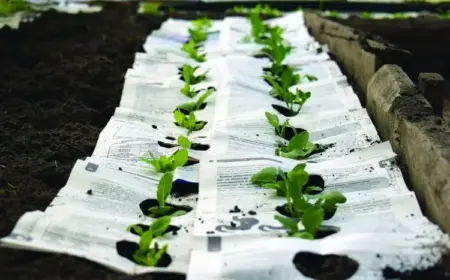 Zeitung gegen Unkraut in Fugen und im Beet