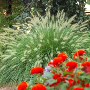 ziergräser als sichtschutz im garten